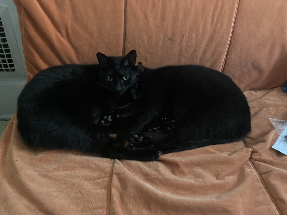 suthecoder's tweet photo. @lemay My #voidBois , watching me. https://t.co/cFUAv3iXTz