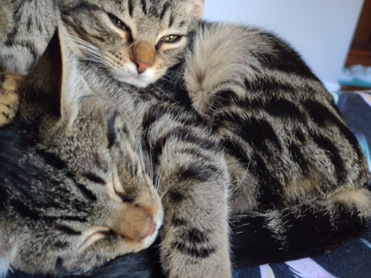AbsoLaeTi's tweet photo. Our new kittens : Blue and Grey. They are adorable and we are soooo lucky https://t.co/tm6asJayDC