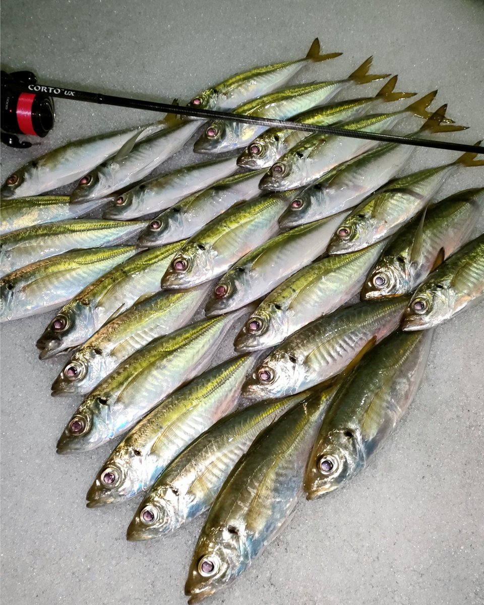 ランガンして最後のポイントで一投一匹🐟。サイズは小さくもなく大きくもなくwイージー展開だけど面白かった！！
#アジング
#アジマスト 
#クリアブルー 
#セクシービー 
#マグバイト
#ブーティブースト
#ケイテック
#イージーシェイカー
#gosen
#コルトux
#釣り好きな人と繋がりたい