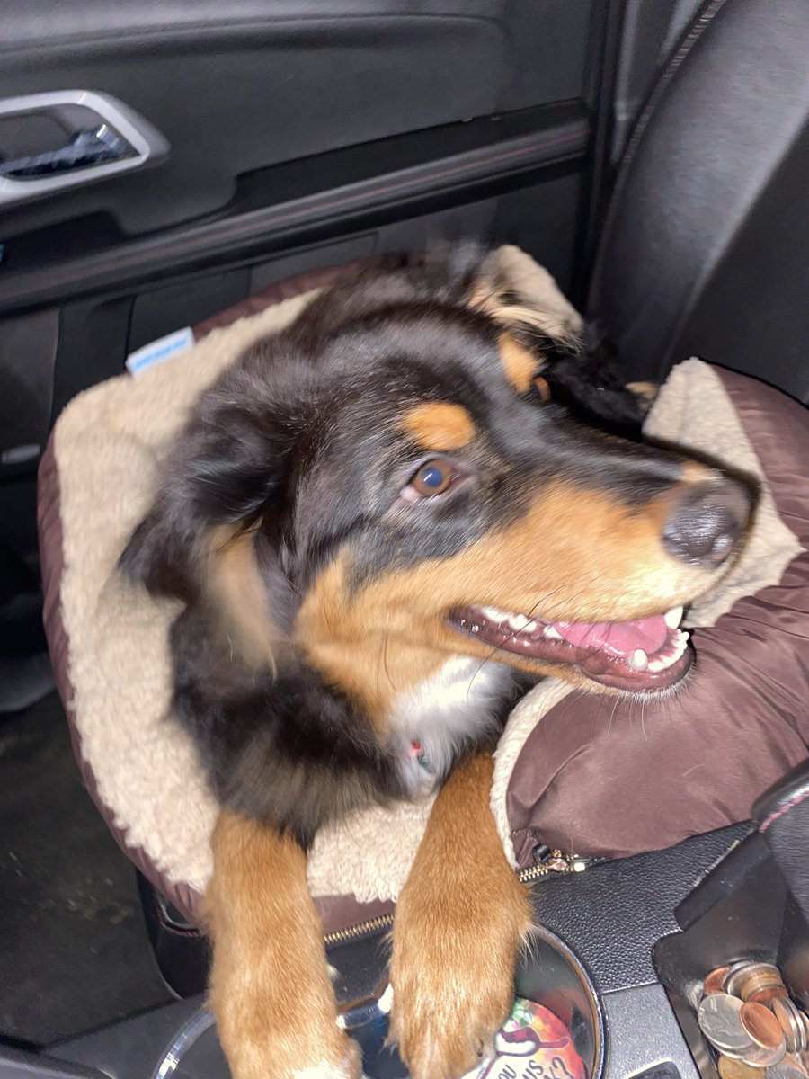 jadethompsonnn's tweet photo. Since Mobley ripped a stink bug in half and was still trying to play with it; here are some pictures 🤍 https://t.co/qvtu8603hD