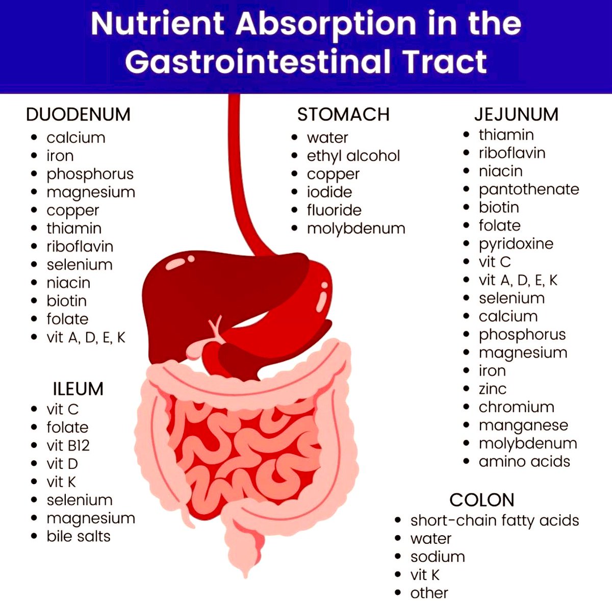 🙋‍♂️ Nutrient absorption in the GI Tract #MedEd #Nutrition #FOAMed #TipsForNewDocs #medicalstudents #nutritionmatters #GITwitter #NutritionisaScience #MedTwitter