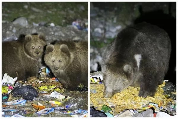Parveen Kaswan, IFS on Twitter: "Do you know what Himalayan Brown Bears are eating these days. Mostly Plastic !! An alarming study by @WildlifeSOS &amp; J&amp;K Wildlife Dept revealed that 75 percent