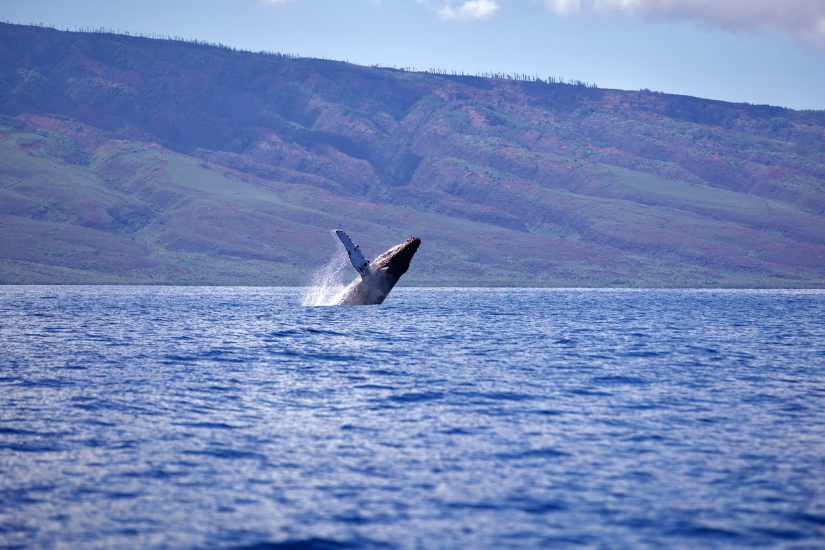 Nickster24_'s tweet photo. @BraydenCreation Whale watching in Hawaii 🤙🏼 #CanonR6 https://t.co/z3aeZ77poj