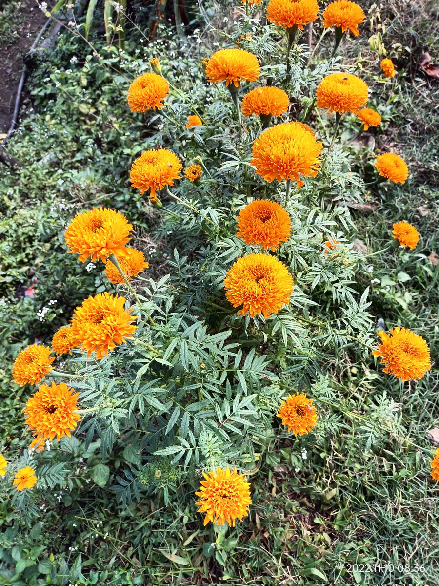 सपनामा हराएको मान्छे tweet media