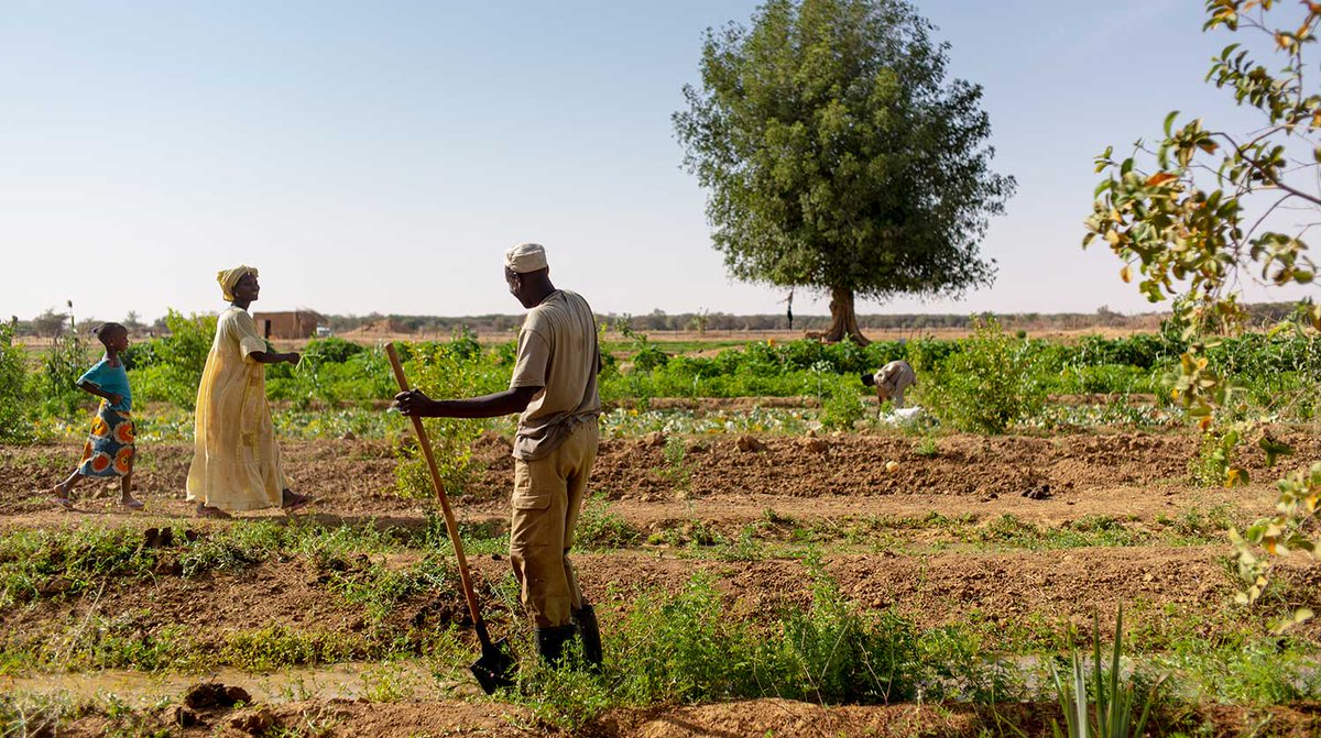 GRAIN_org's tweet photo. #AfricanAgricultureInc, filiale de #FrankTimis, vient de signer un accord avec le gouvernement de #Mauritanie pour cultiver 500.000 ha de #terres agricoles appartenant aux communautés locales https://t.co/ggxqCphTK9 @PronatEnda @CRAFS_Senegal @fpigeaud @B_Polle @caravanecglte https://t.co/qVZ7JOB0BF