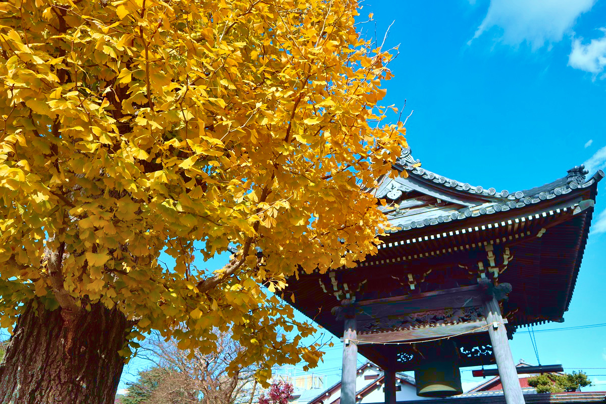 akky31031's tweet photo. 日曜日、鎌倉の本覚寺で撮ったイチョウと鐘楼です。お天気にも恵まれました。　#キリトリセカイ　#黄葉 https://t.co/GLCygtkz3t