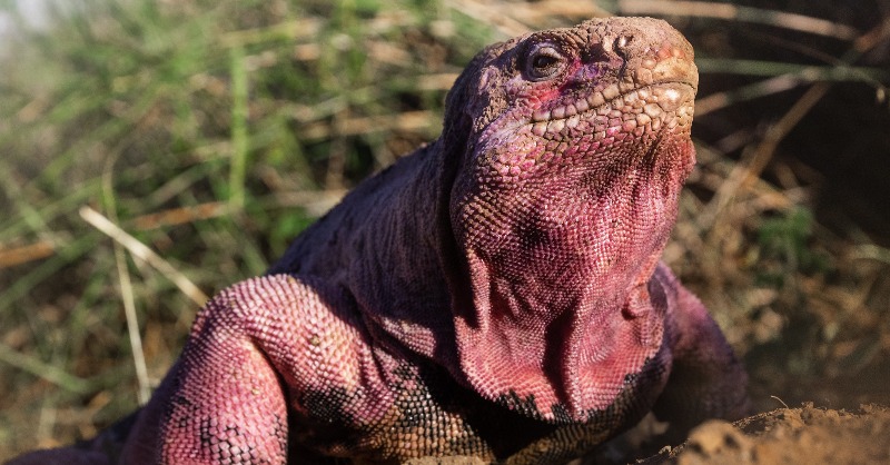 savegalapagos's tweet photo. THE MOST AMAZING WILDLIFE DISCOVERY OF 2022: First-ever baby Pink Iguanas found and photographed in Galápagos. 🦎  Galápagos Conservancy and Galápagos National Park are desperate to save the species from imminent extinction. 

Learn more here! 👇
https://t.co/4fnwjPp7NX