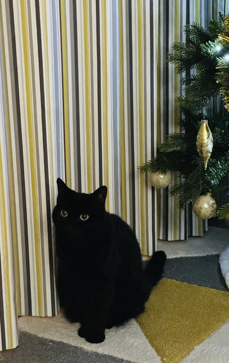 jillmaiolani's tweet photo. Belle #CatsofTwittter #BlackCat is thinking if I sit here long enough that new #rescuecat will come back through this curtain and I’ll surprise him #Hedgewatch https://t.co/XQ1YPk9xIs