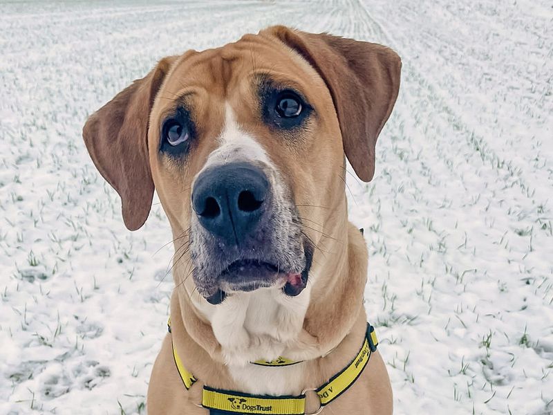AdoptionsUk's tweet photo. Please retweet, Last week Dogs Trust received their 50,000th call from someone wanting to give up their dog this year, making 2022 the worse year for abandonment in the charity's history. 
DETAILS👇
https://t.co/rmznMIQEzl… https://t.co/00jrSypYP3
