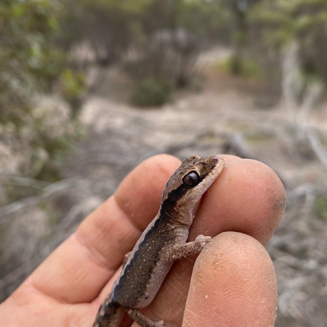 LandscapeCarbon's tweet photo. #bestjobintheworld 

We reckon @Zoos Victoria win "hands down". Here's some pics of recent sightings at our Telopea Downs property.

Thanks to our amazing sponsors who contribute to making this work possible. 

#Businessleaders - Ready to grab your spot in something real good? https://t.co/GXsn7KA11O