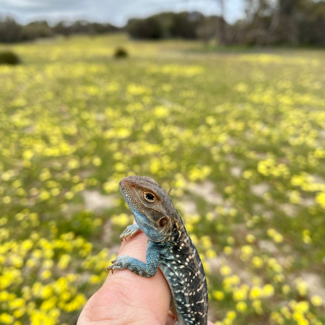 LandscapeCarbon's tweet photo. #bestjobintheworld 

We reckon @Zoos Victoria win "hands down". Here's some pics of recent sightings at our Telopea Downs property.

Thanks to our amazing sponsors who contribute to making this work possible. 

#Businessleaders - Ready to grab your spot in something real good? https://t.co/GXsn7KA11O