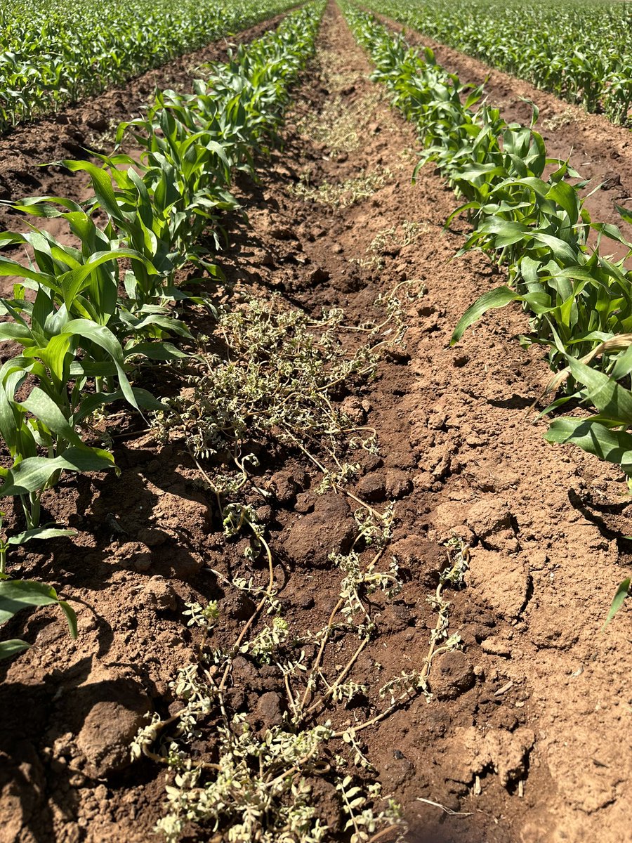 SeftonAg's tweet photo. Ubeniq addition to Starane advance and atrazine has really helped with speed of kill and also control hard to get Bindi’s in sorghum. Photo 5 days after application. #ubeniq #sorghum https://t.co/fnJjhexCbZ