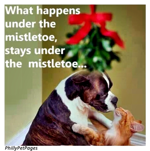 PHILLYPetPages's tweet photo. Nothing to see here...just another office Christmas party indiscretion. #getaroom #dogsoftwitter #catsoftwitter #phillypetpages #misteltoe https://t.co/40FEfvV4Cb
