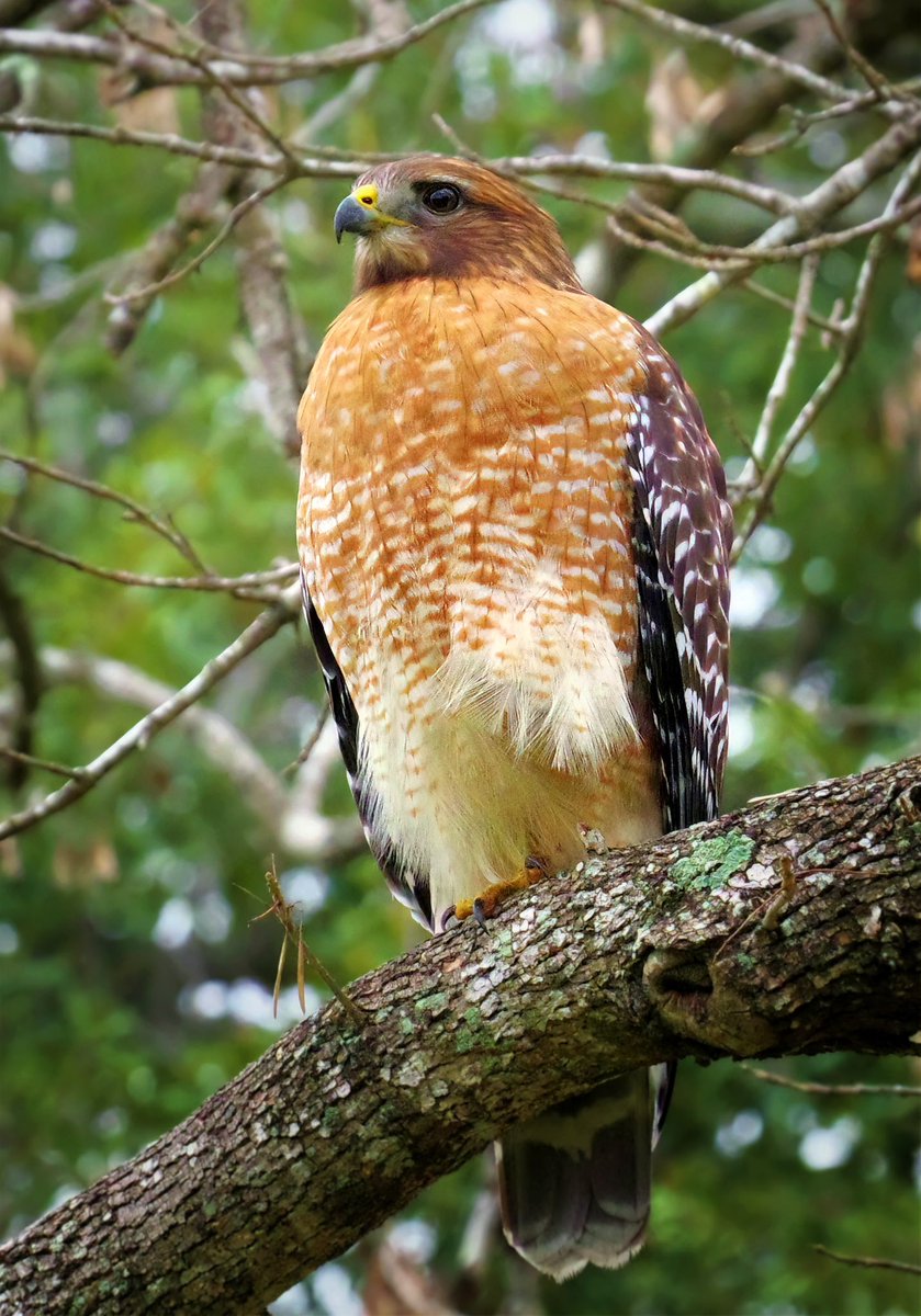 Red tailed hawk on our green belt. December 12. He was just sitting there about 10 feet up on a branch, enjoying the view, ignoring people, dogs, joggers, etc. Enjoy! Pentax K3 III, 55-300 PLM lens, ISO 6400, 1/800 f8, 170mm.