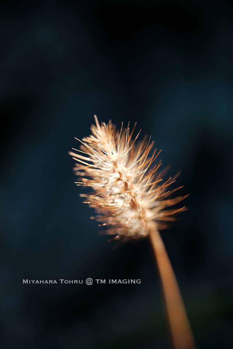 TmAquila's tweet photo. 光る穂
#赤城高原
#XH2
#XF30MACRO
#エノコログサ https://t.co/9AJQJVSq48