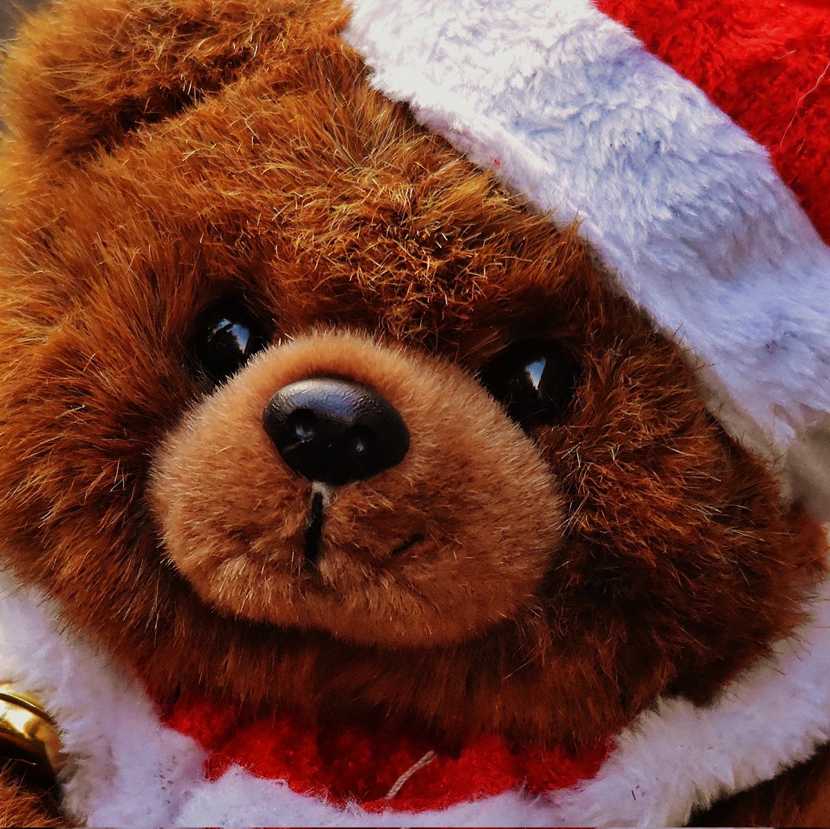 reypeluchemx's tweet photo. Sigue sin llegar el afortunado tripulante de la Pelucheta. Reportate peluchin! Ya nos vamos a cobrar.

Vamos a regalar un espacio más!
Misma dinámica.. 🐻👑🛹
Me gusta ♥️y Comparte 🔃 https://t.co/GHYZkJwmtC