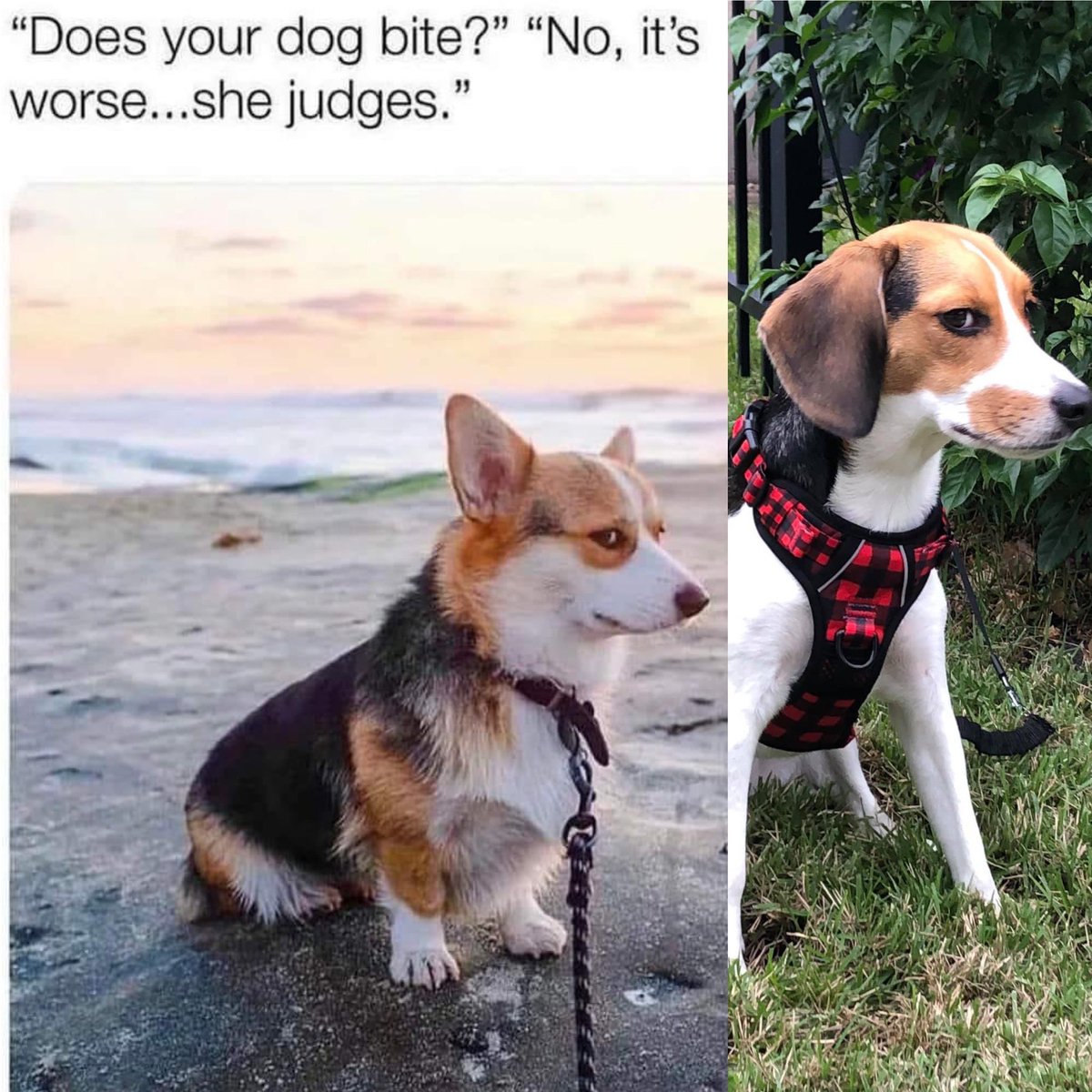 Apparently my human thinks this is funny 👁️🐶