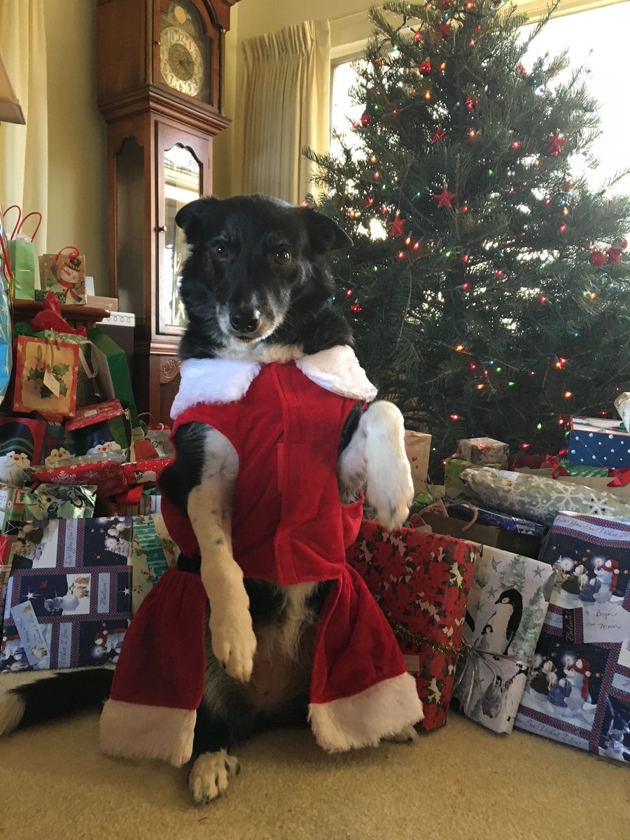 ULwickham's tweet photo. @dog_rates @Trupanion Lady Wren has finished all her wrapping and is ready for Santa! https://t.co/jQ9cwwzlZI