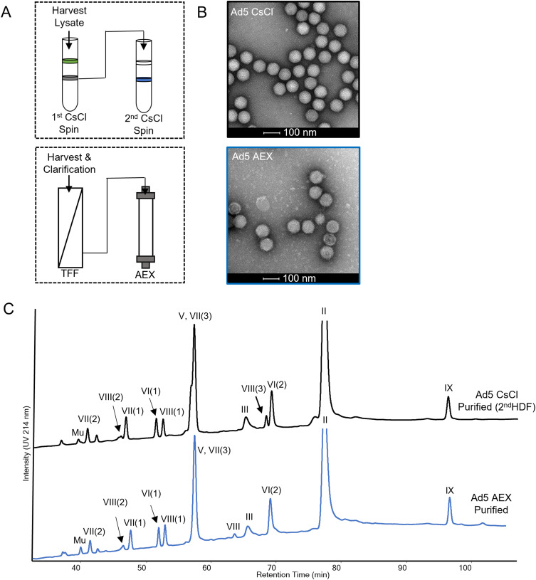 JPharmSciences's tweet photo. Measurement of Adenovirus-Based Vector Heterogeneity https://t.co/YjvxSBVKTS https://t.co/4f1FYbTCE3