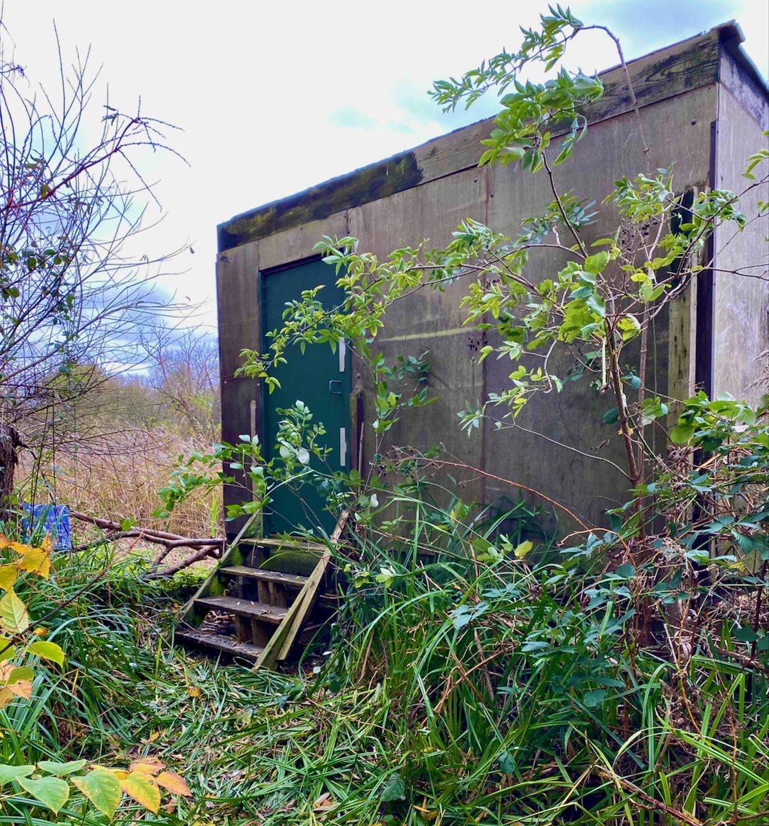 Heron Hide at Brent Reservoir is overgrown and out of action, but on Dec 31, from 9am-2pm, <a href="/CRTSouthEast/">Canal & River Trust London & SE</a> are clearing reeds to bring it back to life for 2023. 

Want to help? Volunteers welcome. Drop us a line at cooloakgroup.com/contact