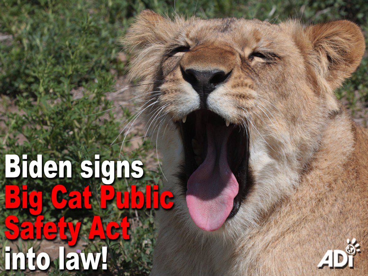 AnimalDefenders's tweet photo. President Biden has signed the Big Cat Public Safety Act into law! No more breeding of big cats for #cubpetting, photo ops, backyard ‘zoos’, & the pet trade in the US! THANK YOU @POTUS, @RepMikeQuigley & @SenBlumenthal for your leadership, & to everyone who took action. #BCPSA https://t.co/Xjp7CCP2fW