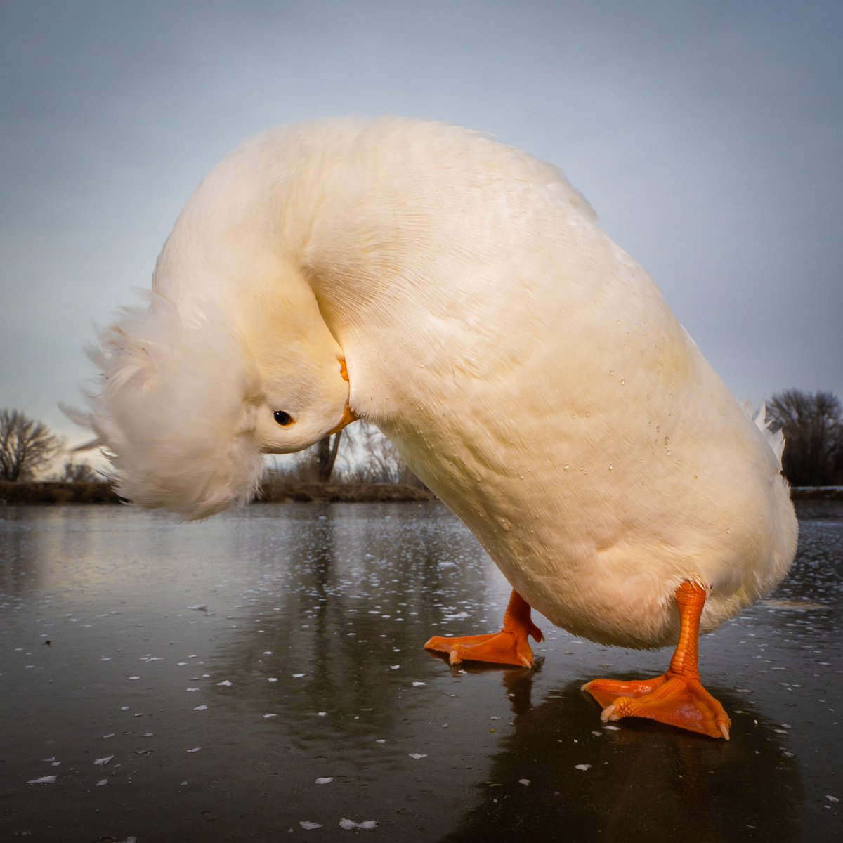 DuckFoodBot's tweet photo. 🪄🎩

(retweet to send a treat https://t.co/bCx4zPvQWf) https://t.co/5wNjnpR0xs