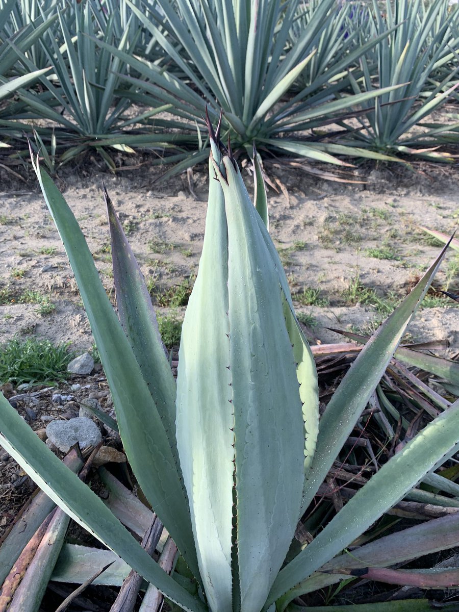 New Pencas sprouting from this lovely agave Americana.  This agave is one of most commonly sourced agave varietal for mezcal and will take up to 18 years to reach maturity. Join me on a tour to learn more! #mezcal #mexcal #agave #graciasoaxaca #visitoaxaca #pencas #espadin