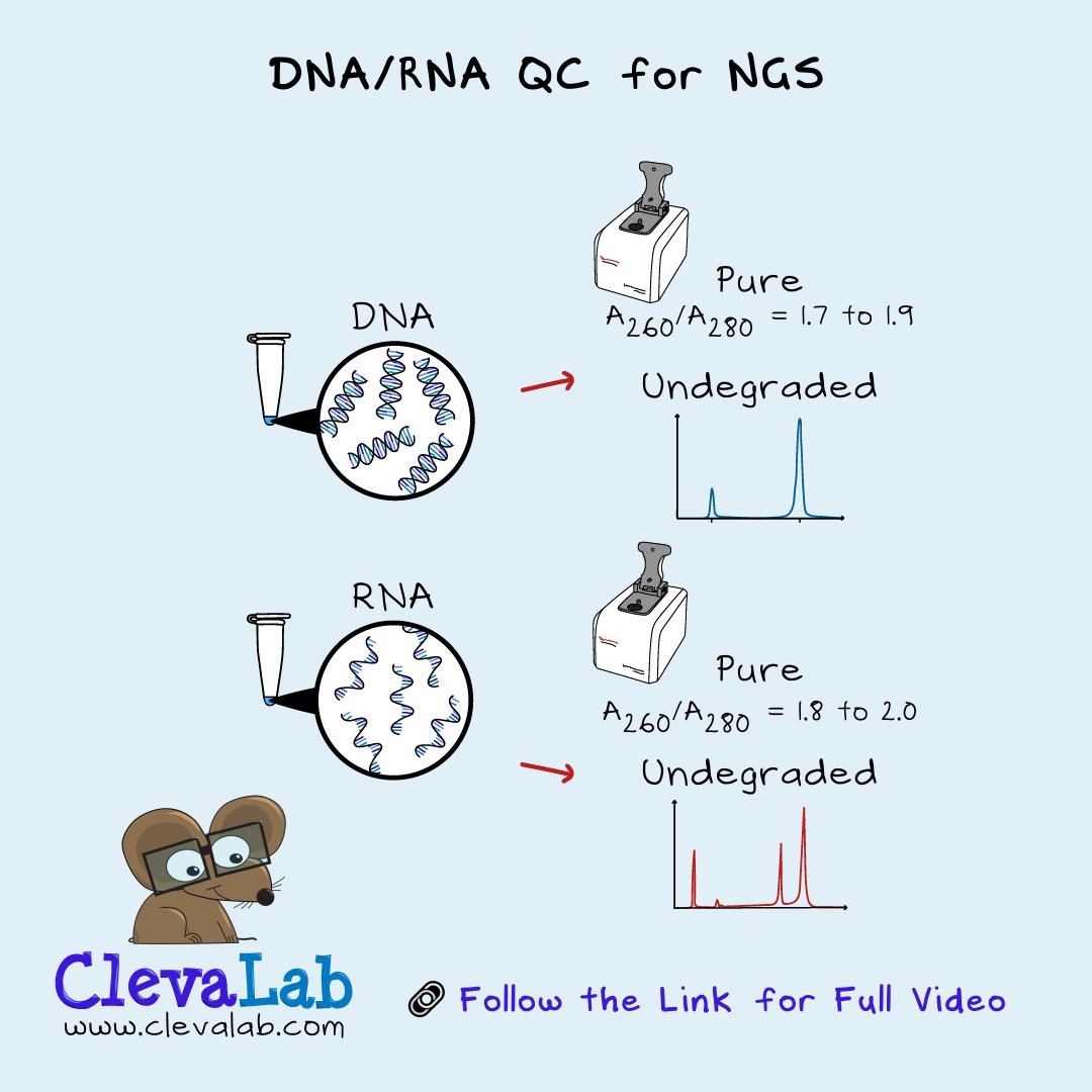 Quality DNA is Important for #NGS. 🧬 #DNA and #RNA can be extracted from different samples and purified by column purification using a centrifuge. Then, the quality of the DNA or RNA is checked with a Nanodrop and TapeStation.⁠

Watch the full video 🔗 youtu.be/WKAUtJQ69n8