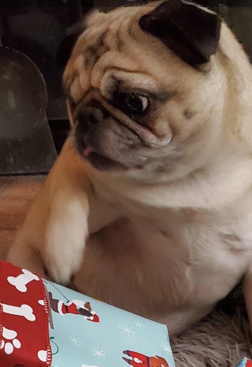 Tiny tongue out Tuesday! Last minute entry!!! 😋😋😋
❤️Lilibet