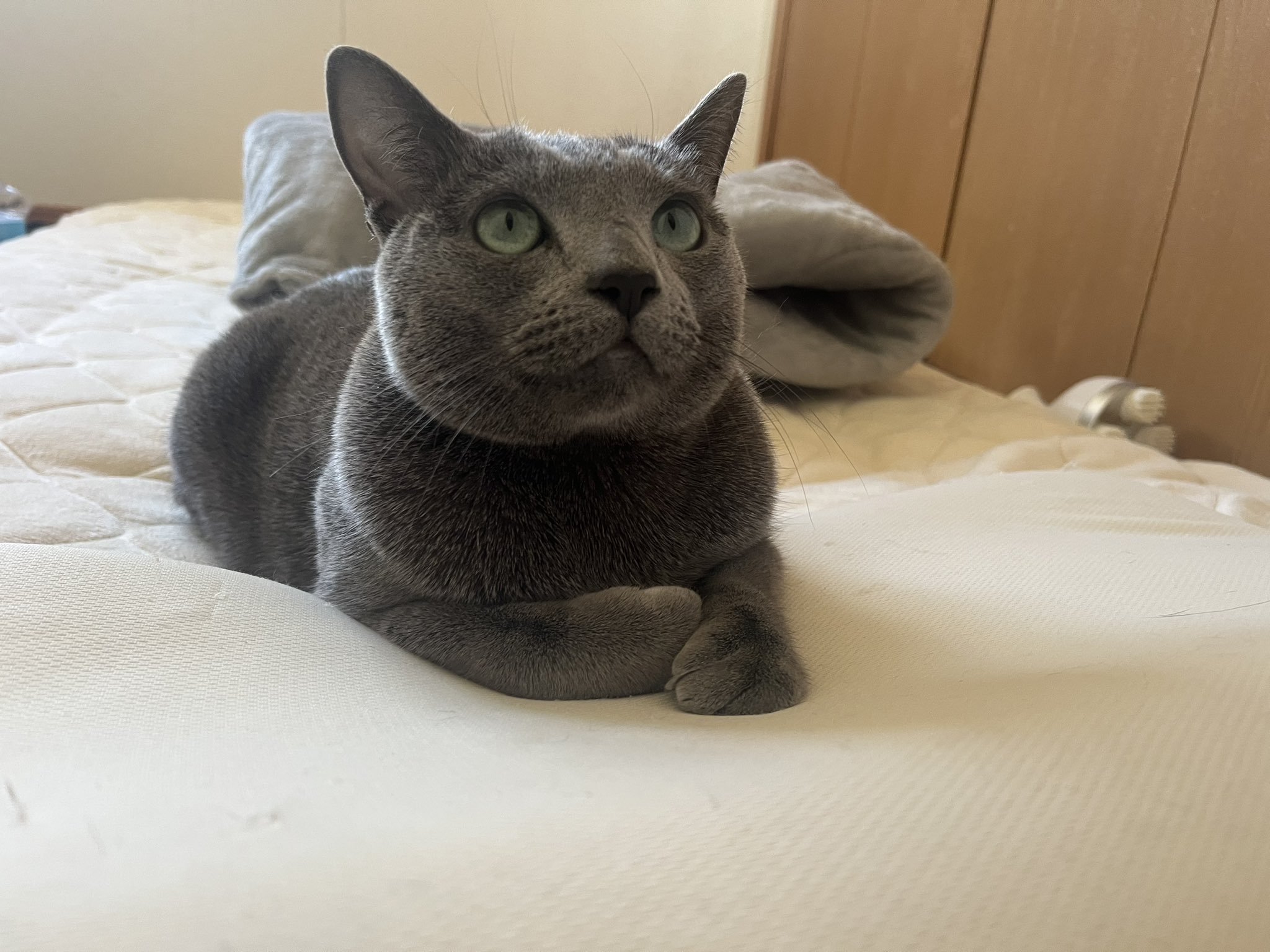 ころころ おはよう ねこ 猫 猫の居る幸せ 猫の居る暮らし 保護猫 ロシアンブルー T Co Deqab9jucf Twitter