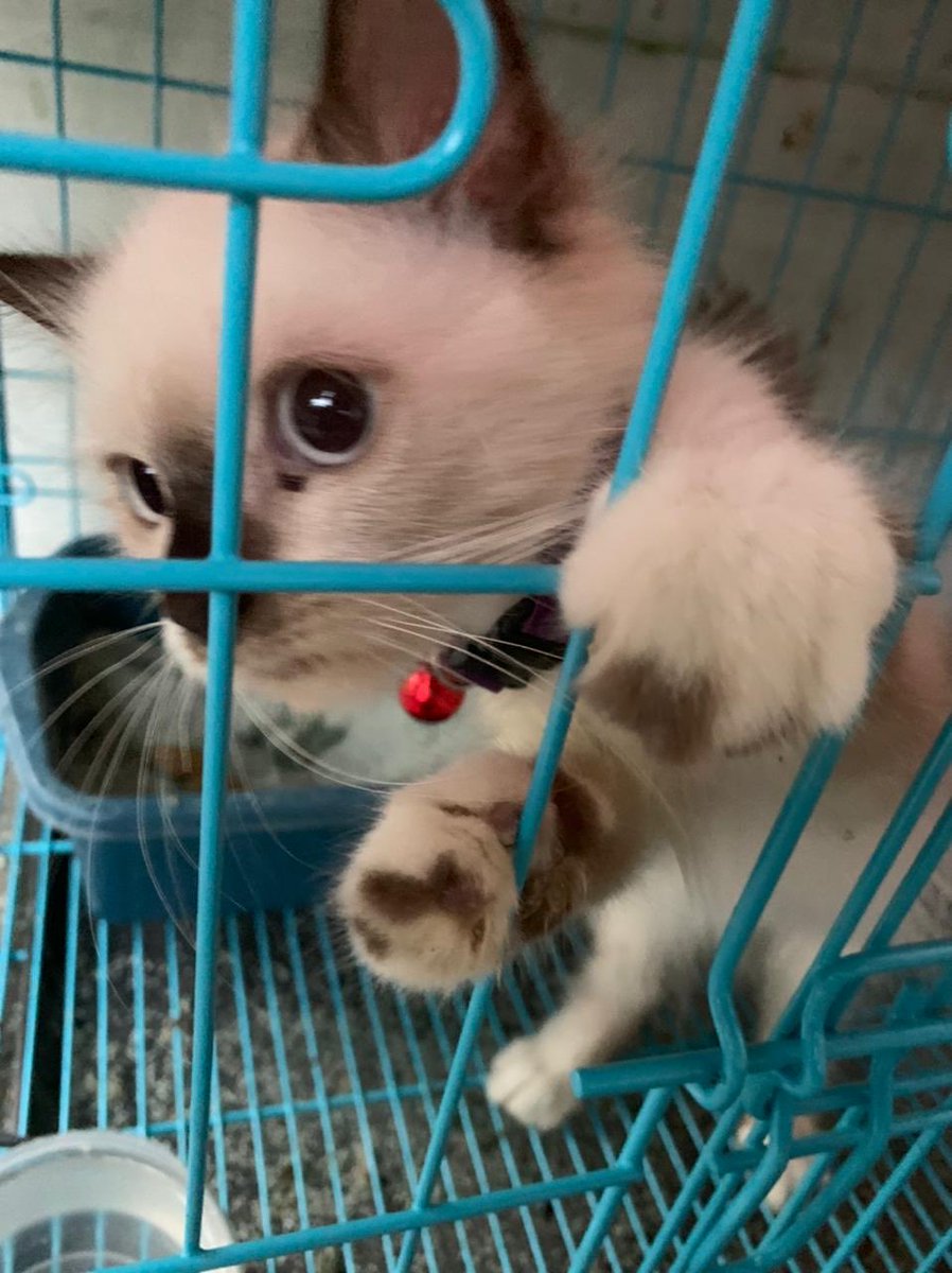 freedomineedto's tweet photo. selamat jalan ucil 🥲
terimakasih banyak udah nemenin orang yang aku sayang. maaf ya kita belum sempet ketemu lagi 🥲 https://t.co/pqYVsdzgTq
