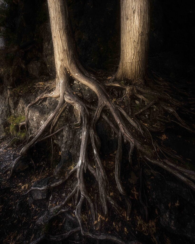 RajmySayavong's tweet photo. To forget how to dig the earth and to tend to the soil is to forget ourselves. - Mahatma Gandhi
.
The gnarlier the roots the better - so whimsical and magical. Who agrees?
.
.
.
.
.
📸: Sony A7C, Sigma 14-24mm ART
#tree_magic #tree_brilliance #tree_… https://t.co/xPIq9ZEFy8 https://t.co/attIkvJwQg