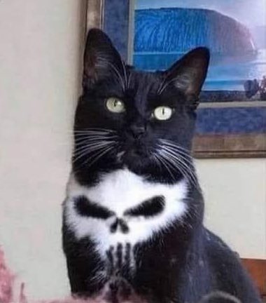 Dont Show Your Cat tweet media