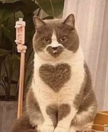 Dont Show Your Cat tweet media