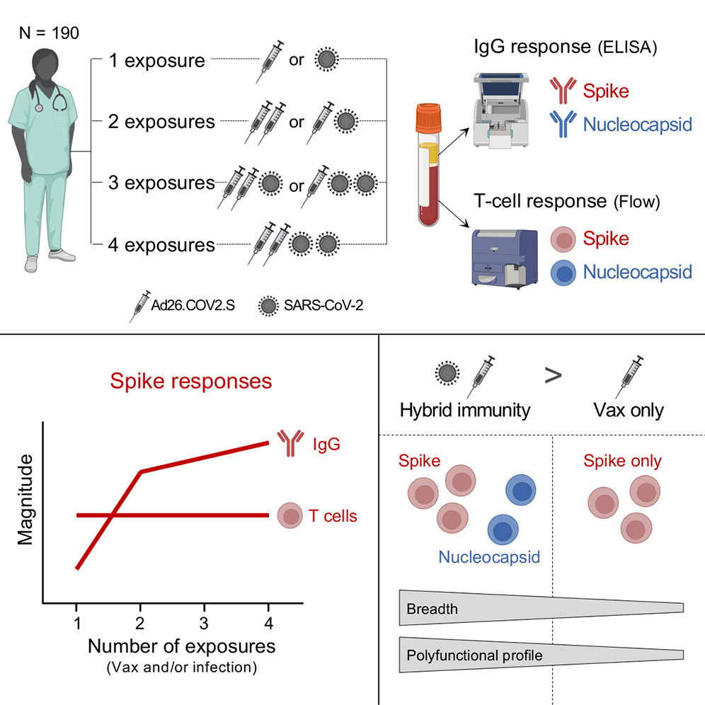 Repeated exposures to Covid or vaccines have little impact on spike-specific T cells in the circulation, in contrast to antibodies cell.com/cell-reports-m…
(does not address T cell breadth, homing, or durability)
by <a href="/virusmonologues/">The Virus Monologues✊🏾🇵🇸</a> and colleagues <a href="/UCT_news/">UCT</a>
