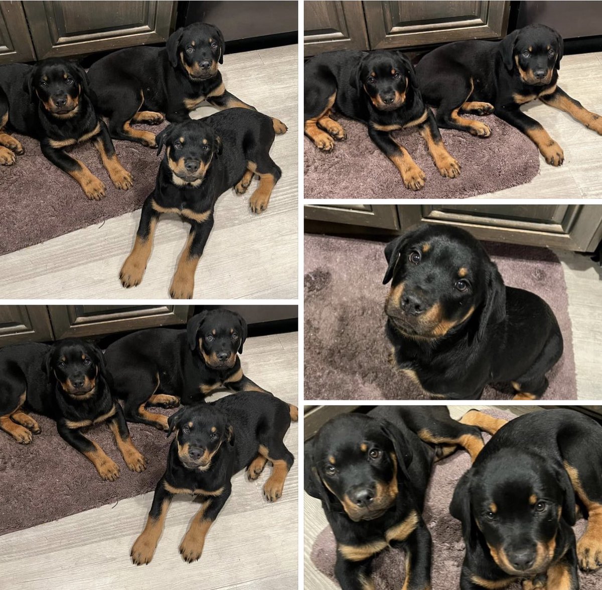 aaliyahrr's tweet photo. These baby’s need a home. They for sale https://t.co/hK8MRA0rAw