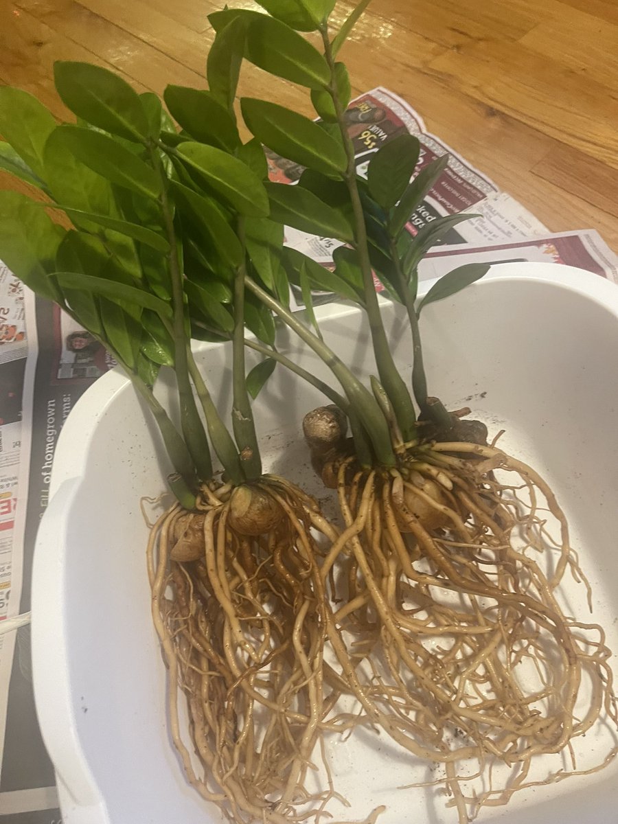 alfsgirl's tweet photo. I need some #planthelp, please. I finally coaxed this guy out of his old pot and prepped for his new home. I’m curious, now, of what to do about the long-ass roots and separating the group. Do I trim them as far as possible? Do I cut the stems apart? And what’s the plant called? https://t.co/V4kVYppZ7B