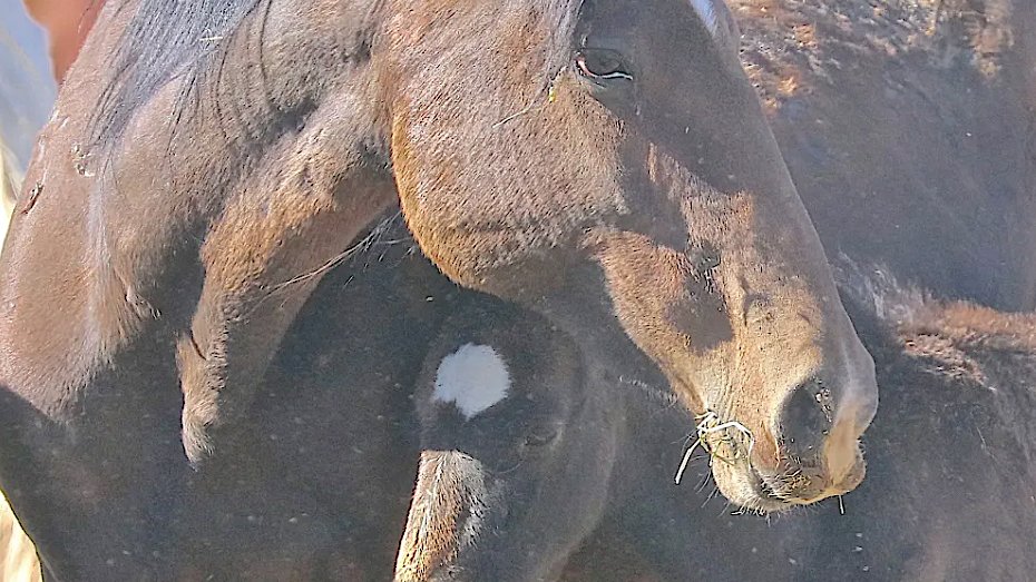 WildHorseEdu's tweet photo. BREAKING! #WildHorses Silently Shuffled Into Disputed Facility: WHE takes Legal Action > https://t.co/kUOZTe3QCD
Without notifying the public (or the courts) 500 of the most vulnerable, mares & young foals, were taken into a facility that is the subject of 2 court battles. https://t.co/sIH5UPOW85