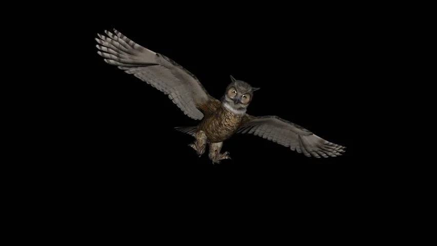 Jexonite's tweet photo. Currently editing a video and needed an image of an owl. This one strikes me as both hilariously goofy and oddly unsettling. It genuinely gives me the shivers. https://t.co/qjEHcdKncB