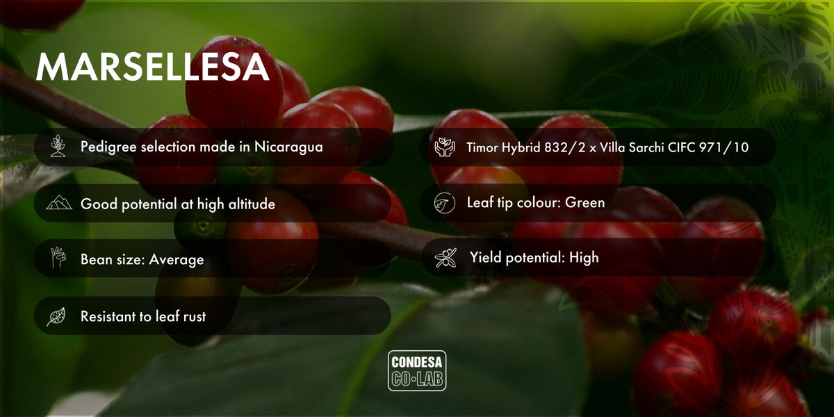 CondesaCoLab's tweet photo. Marsellesa is a high yielding plant adapted to medium altitudes with notably high acidity in the cup. Itβs resistant to coffee leaf rust and some nematodes, and when produced at high altitudes, the cup potential is good.
#CoffeeVarieties #CondesaCoLab https://t.co/w0173cYj0I
