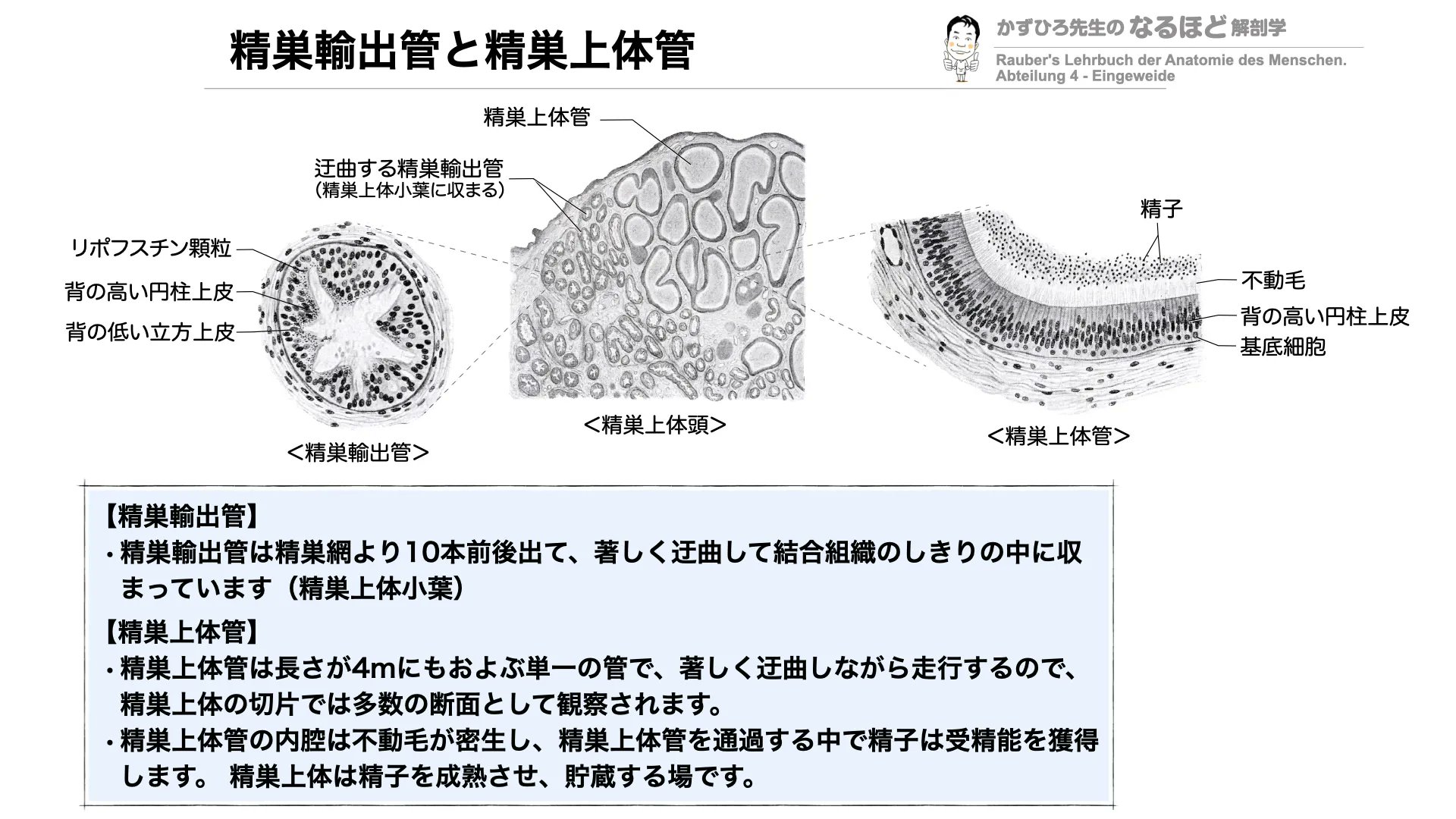 精巣上体と精巣の組織学