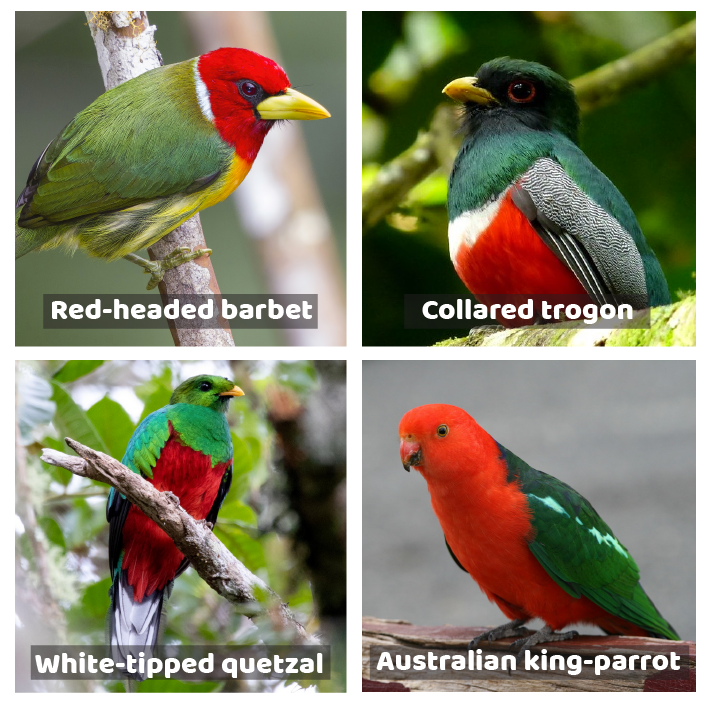 CosmicBirdsNFT's tweet photo. Friends! Which of these magnificent bird beauties give you the most Christmas-y vibes?!🎄🎅

Vote below👇 or share a green and red bird of your own!💚❤️
#wildlife #nature #birds #holidays #Christmas https://t.co/AFJKeJhKVX