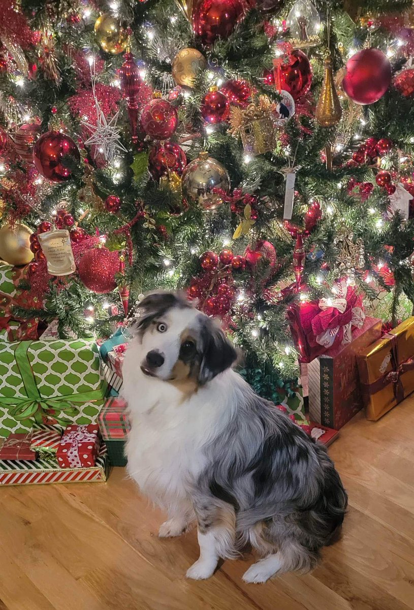 Merry Christmas!! 🎄 🐶
