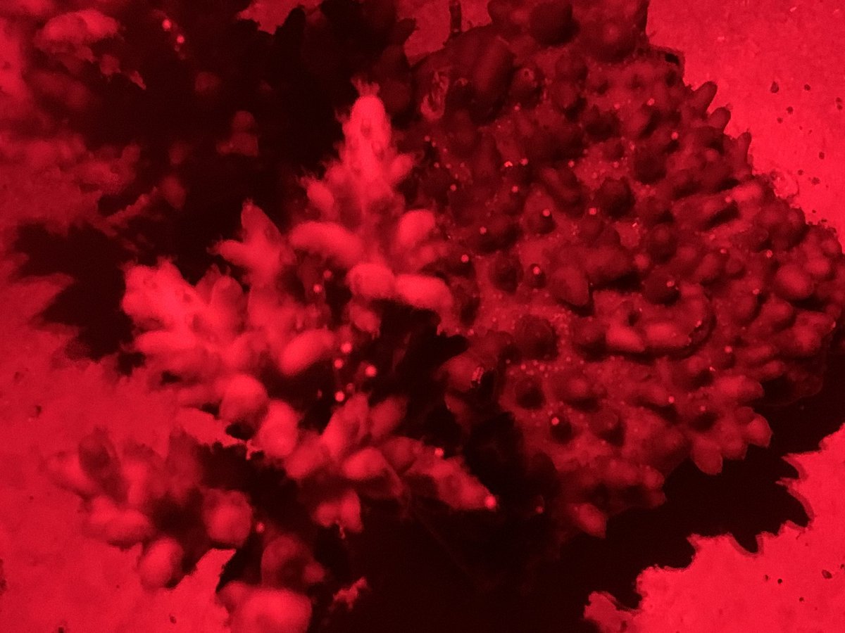 And after 5 years, these F1 #Acroporaloripes are giving us their F2 offspring for the first time. The F1 were bred back in the day at <a href="/SeaSim_AIMS/">SeaSim</a> when doing my PhD here at <a href="/aims_gov_au/">Australian Institute of Marine Science</a>