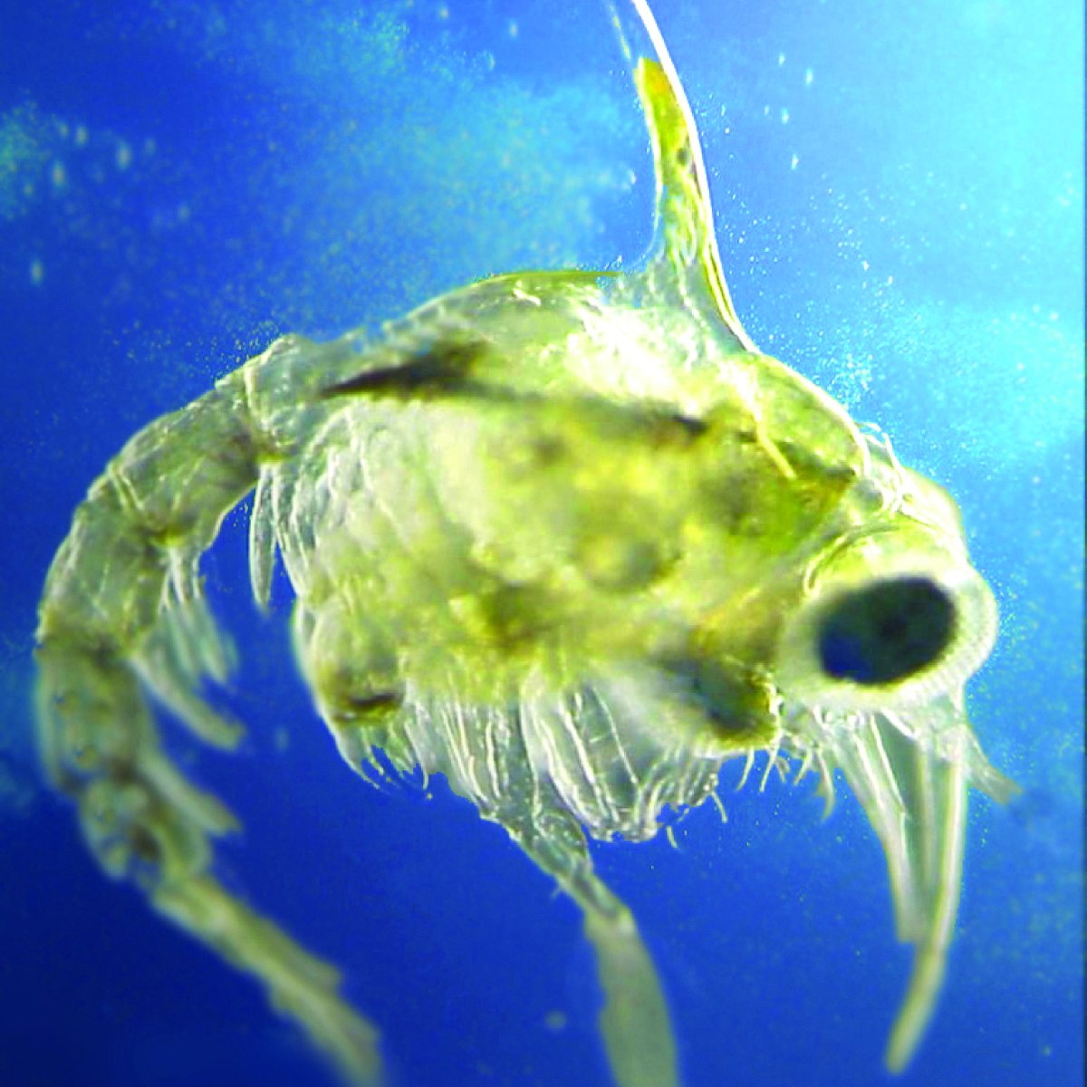 I'm looking for an amazing candidate to do a PhD on benthic-pelagic biodiversity indicators with me, <a href="/Thomas_W_Davies/">Thomas Davies</a>, @MarClim_UK, and @DavidGJOHNS1. You'll be trained to teach, too!

plymouth.ac.uk/schools/school…