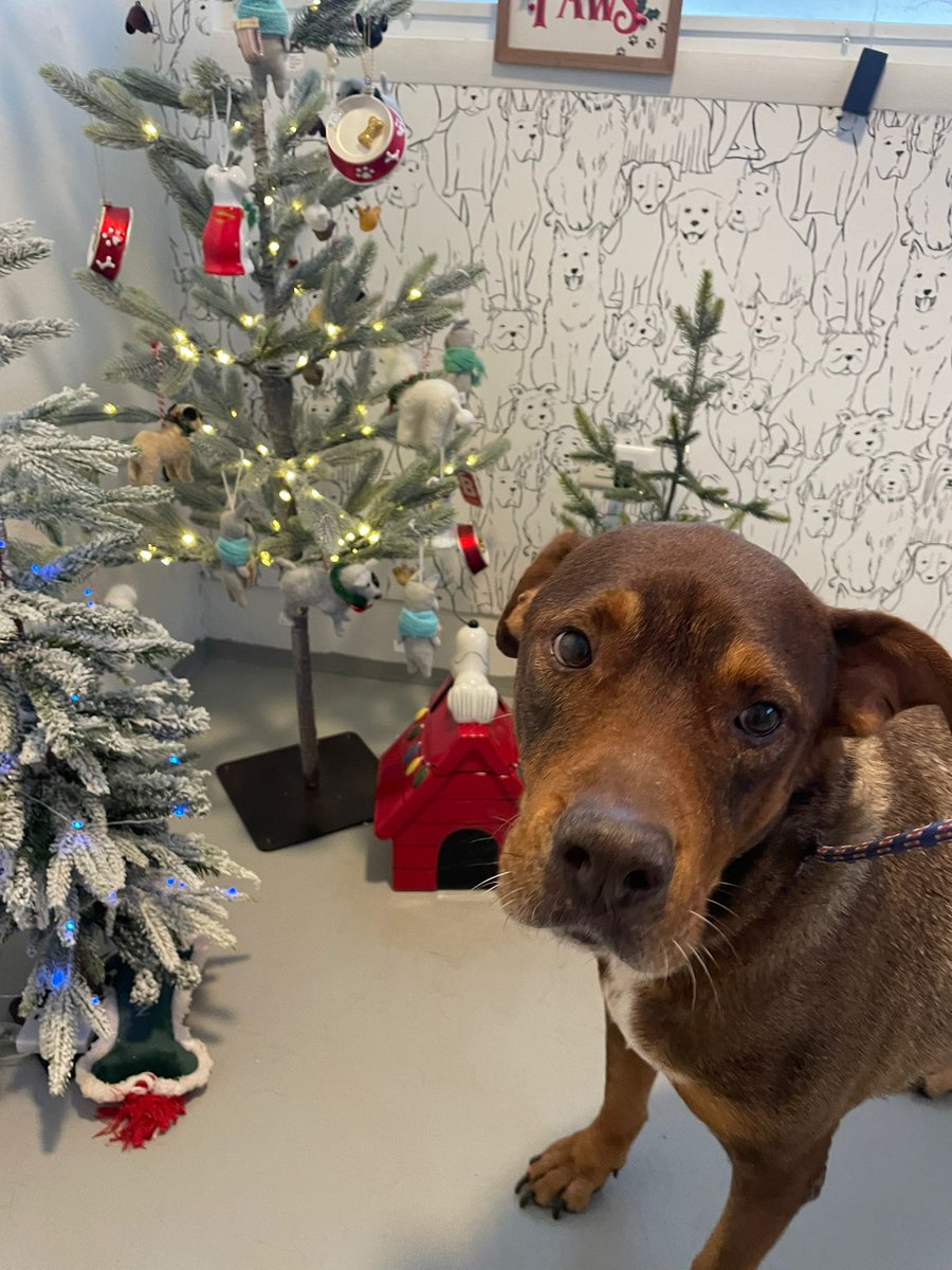 TheSatoProject's tweet photo. This boy has had a rough life. Pancho was originally rescued from the streets in PR before being abandoned at a boarding facility. He is flying to NJ on Dec 30. Interested in making his life bright? apply to adopt: https://t.co/m6S4GRmLMh #satostrong #adoptdontshop #findyourmax https://t.co/9zQZqt53Su