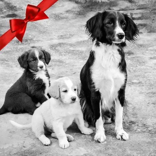 HumaneSocietyLM's tweet image. Give a gift and help at-risk animals in London and area through our 2022 Gift Guide! Meaningful, symbolic options such as care for a senior shelter pet or meals for 12 dogs in-shelter today + $50 to dog spaces in our new facility are available --&amp;gt; bit.ly/3BFPMh8