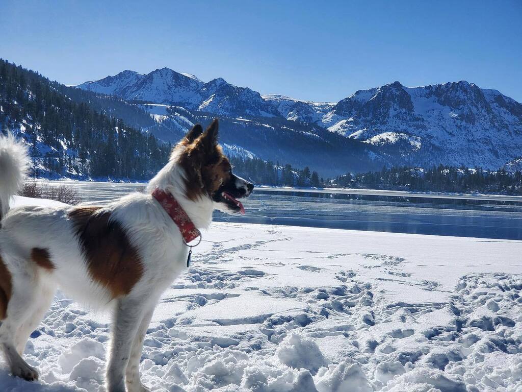 Libbylowrider's tweet photo. Certainly a snow dog! ❄️🐾🌲#ruca #snowdogsofinstagram #cattlechowskyshepherd #reascueismyfavoritebreed #junelake #firstsnow #suchagoodgirl #adootdontshop https://t.co/Kpa3t1SMUB https://t.co/kt6juqRjx0
