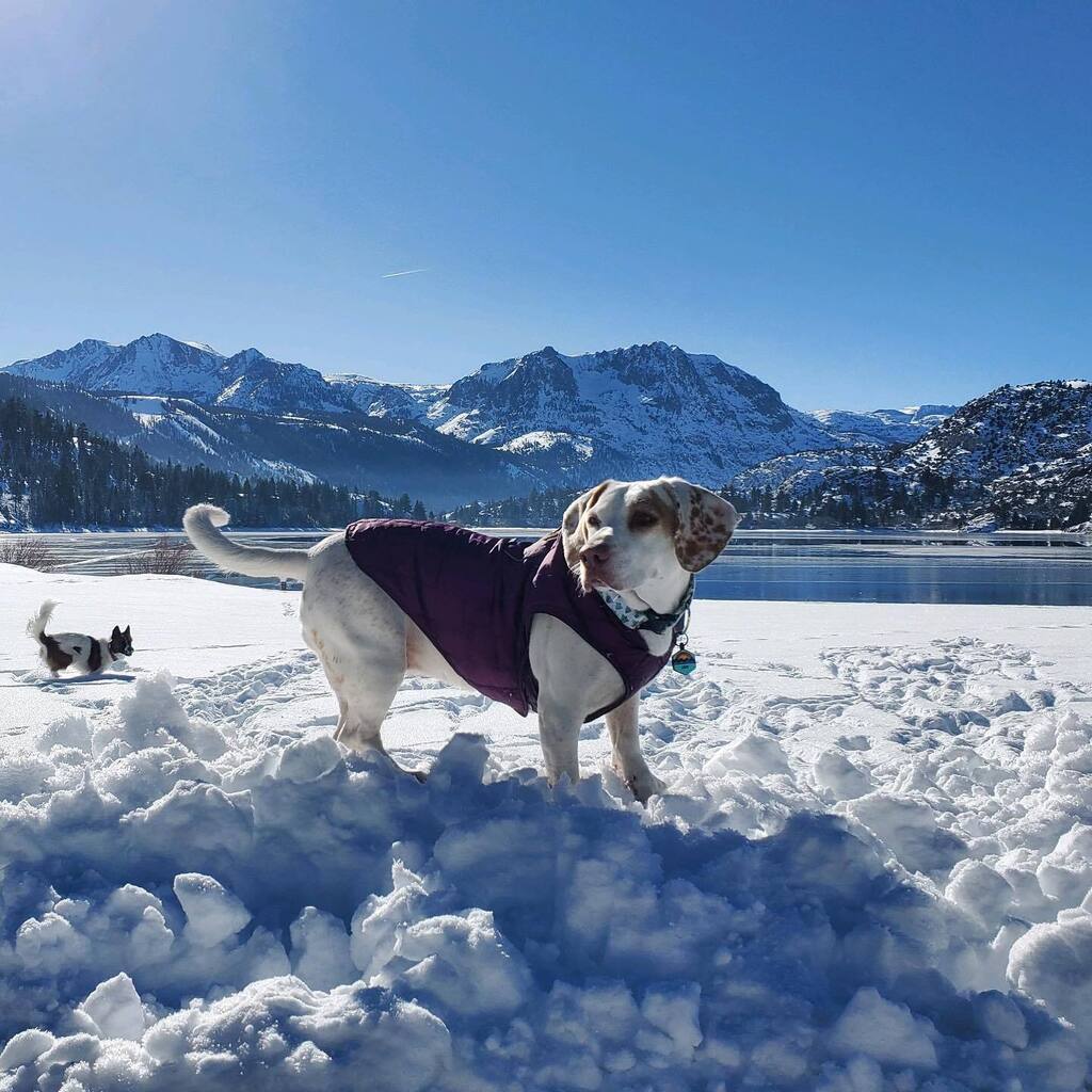 Libbylowrider's tweet photo. Got a weekend in the mountains. ❄️🐾🌲
.
.
#snowdogs #mammothmountain #junelake #libbyspreadslove #bassethoundmix #rescuedog #rescuedogsofsandiego #adoptdontshop #hounds #lowriderdogs https://t.co/m8uGM9g4Zl https://t.co/hfZzOUZ8lP