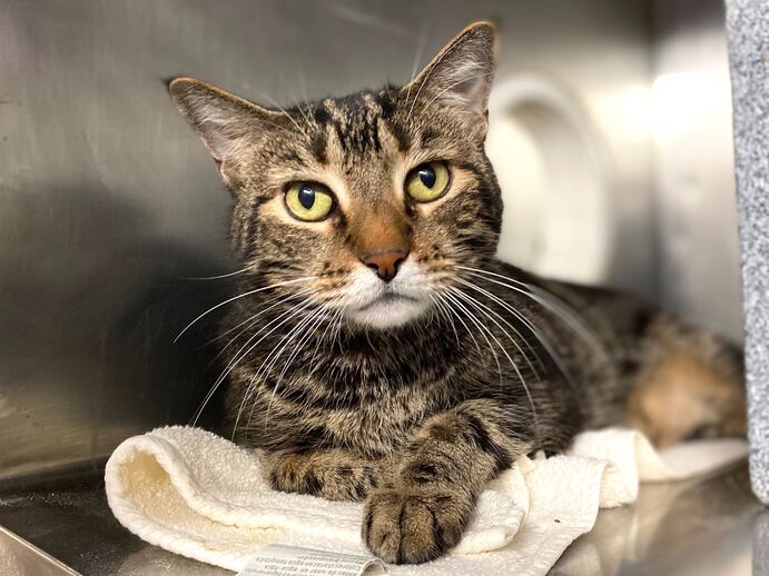 THERE ARE 36 ANIMALS ( 9 CATS &amp; 27 DOGS) AT RISK FOR THURSDAY 12/22/22 DEADLINE IS NOON. PLEASE SHARE, FOSTER, ADOPT, TAG FRIENDS, POST TO SOCIAL MEDIA SITES, PLEDGE TO HELP SAVE THEIR LIVES. NEW PHOTOS newhope.shelterbuddy.com/animal/list